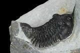 Bargain, Morocconites Trilobite Fossil - Morocco #127474-4